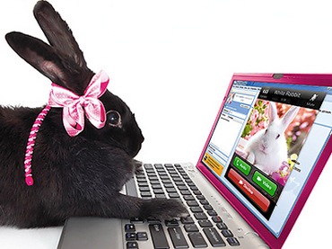 Conejo en ordenador